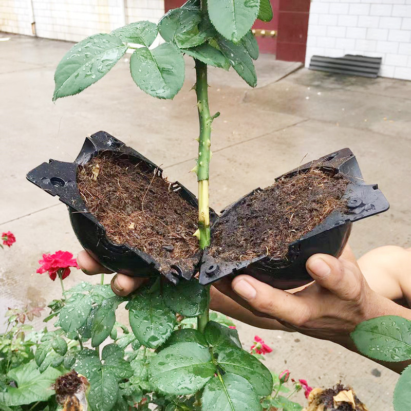 Seed Starter Tray - نبات تأصيل الكرة انتشار صندوق تأصيل