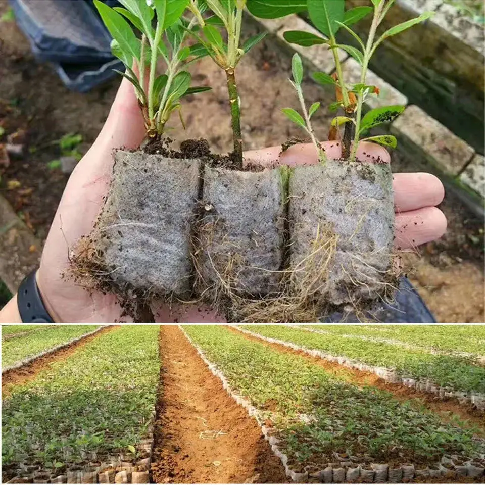 100 قطعة من أكياس حضانة البذور - مراجعة Seed Starter Tray وسعره