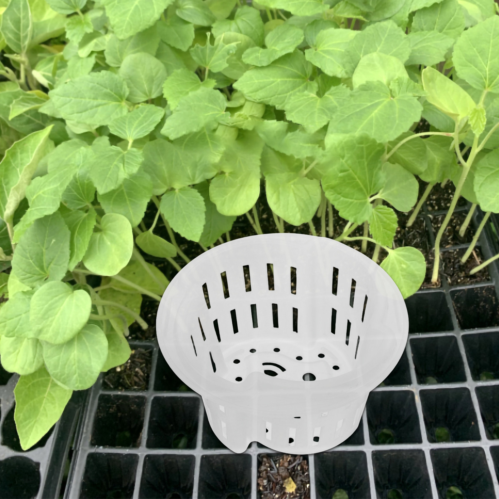 4 قطع من شبكات التحكم في الجذو - مراجعة Plant Pot وسعره