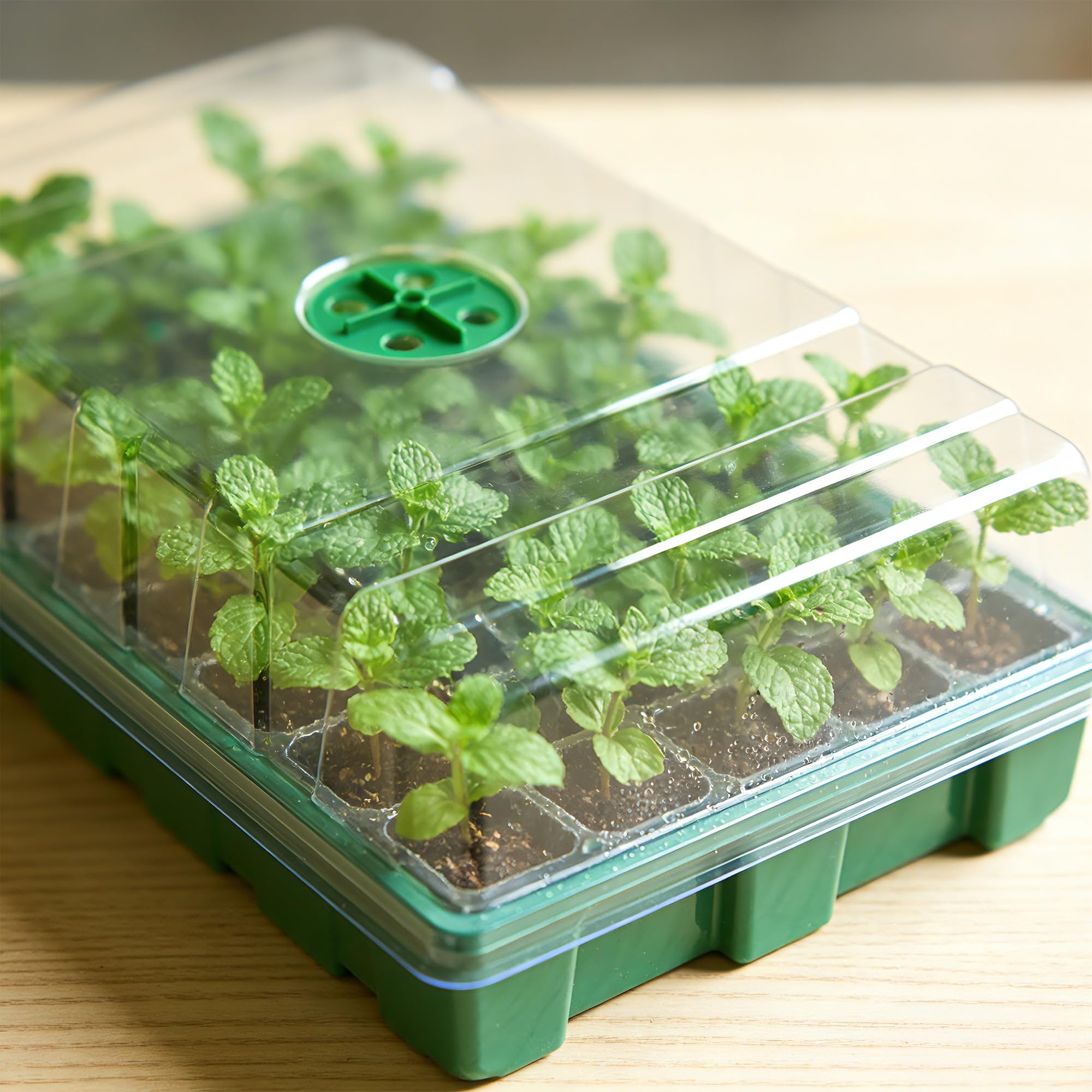 مع غطاء شفاف و3 صواني بذور، صي - مراجعة Seed Starter Tray وسعره