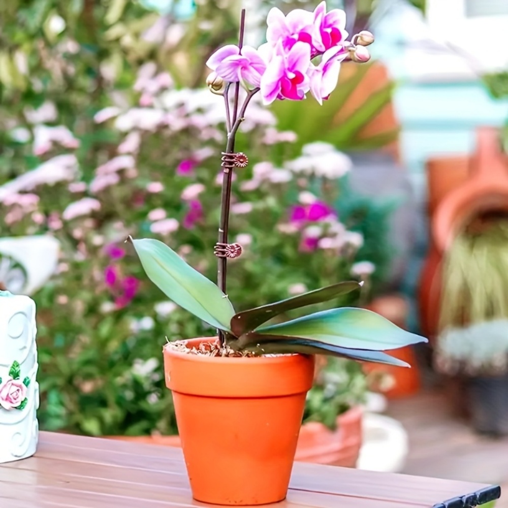 100 قطعة من مشابك نباتات الأور - مراجعة Indoor Herb Garden وسعره