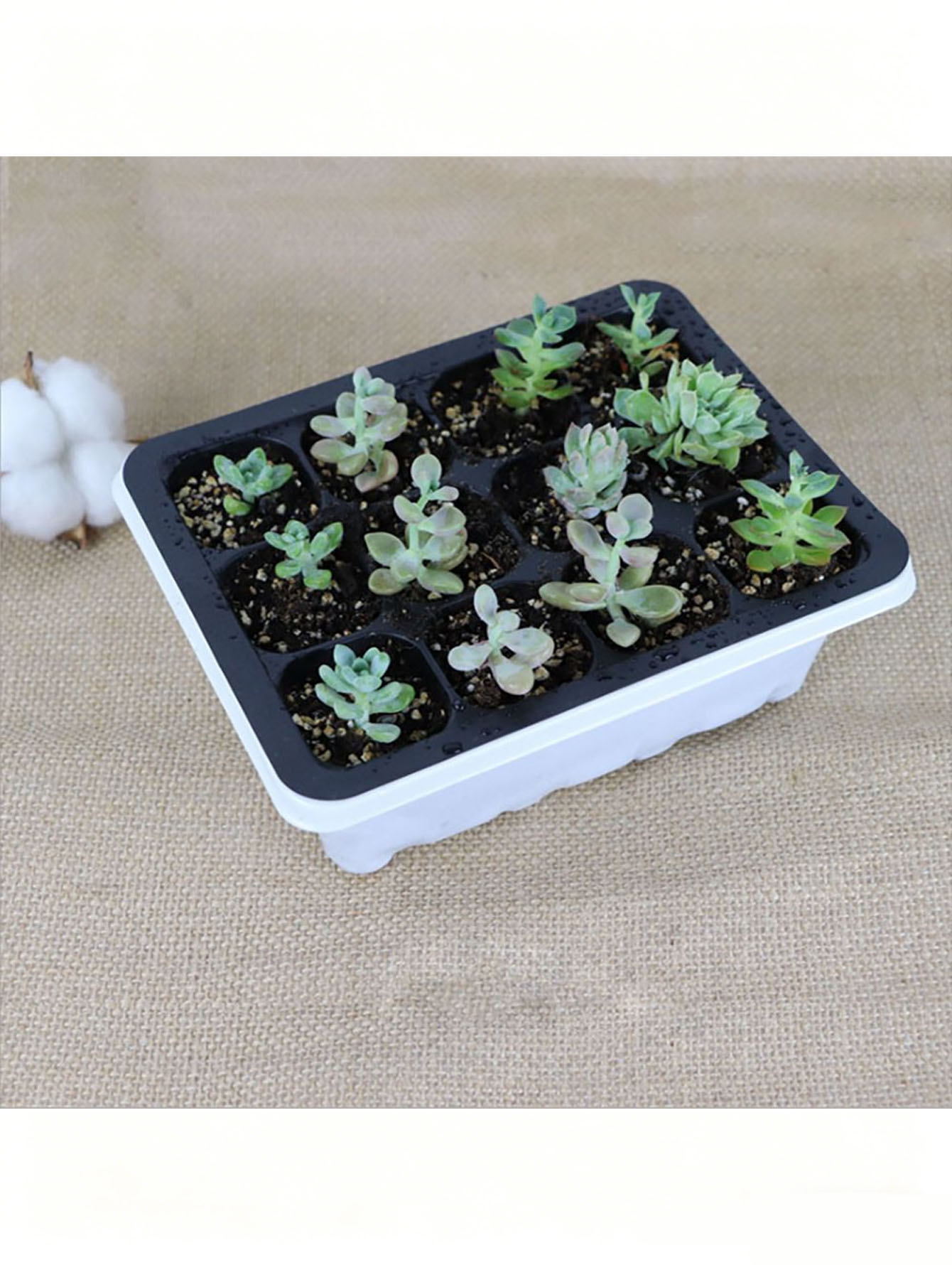 صينية شتلات بـ 6/12 فتحة، مصنو - مراجعة Seed Starter Tray وسعره
